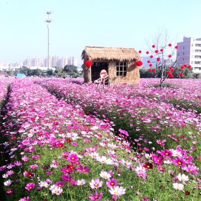 波斯菊花种子