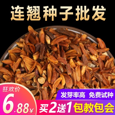 连翘种子